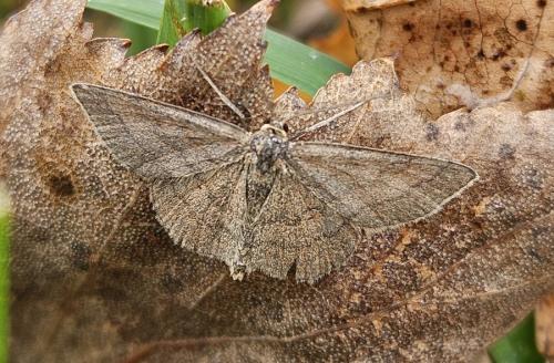 Réf. 350 155 : Scopula rubiginata